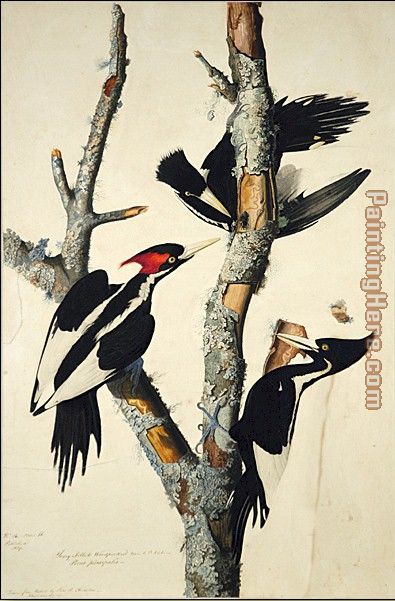 Ivory-Billed Woodpecker painting - John James Audubon Ivory-Billed Woodpecker art painting